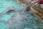 Sea World